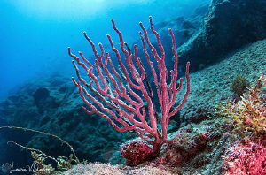 Coral at San Pedro Nolasco/Photographed with a Tokina 10-... by Laurie Slawson 